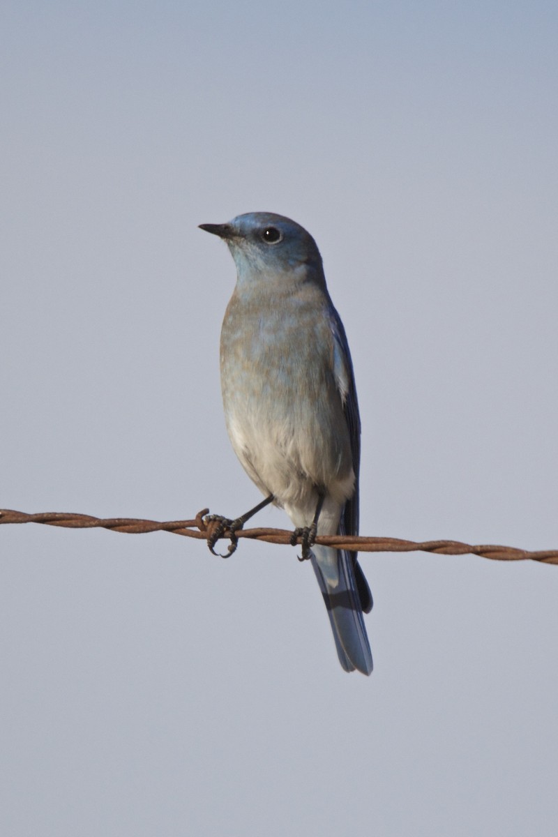 Mountain Bluebird - ML75665501