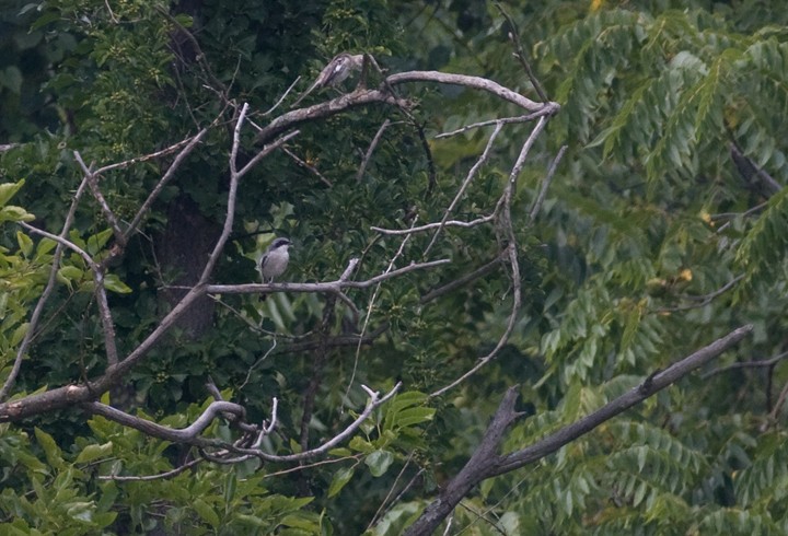 Loggerhead Shrike - ML75665571