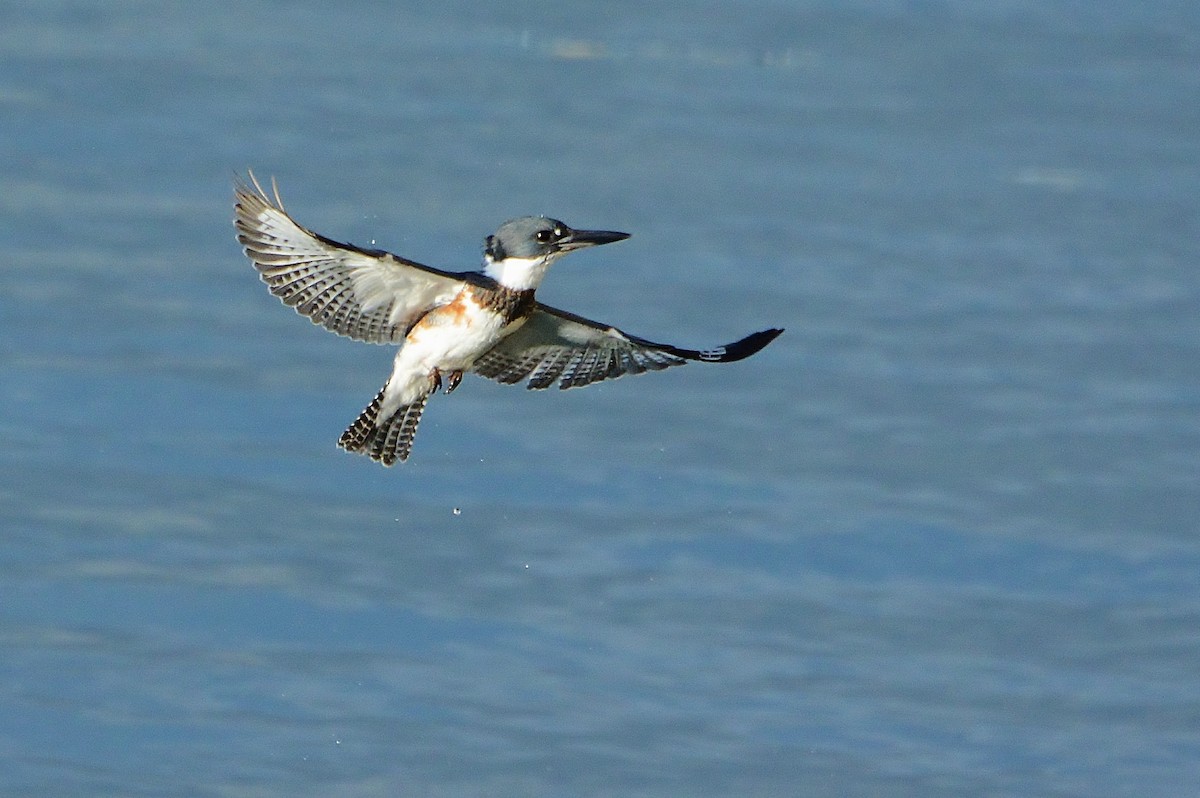 Belted Kingfisher - ML75666321