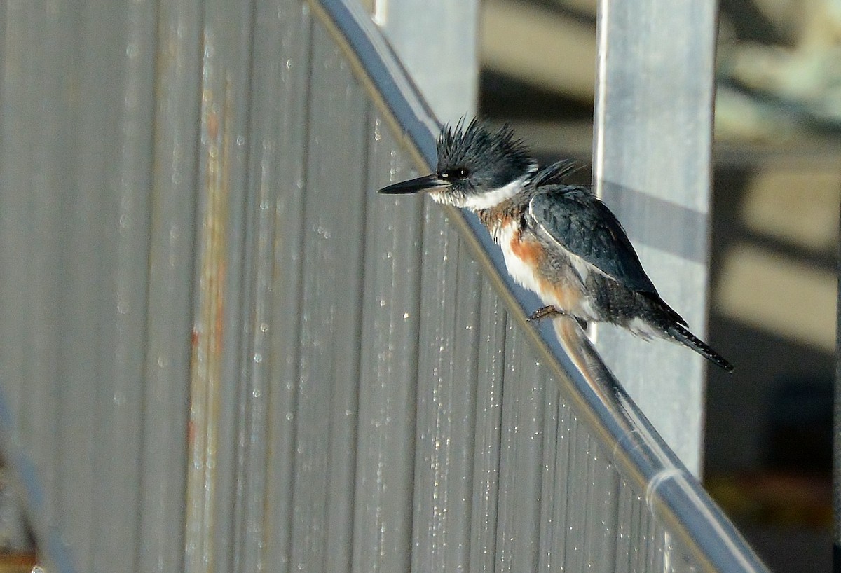Belted Kingfisher - ML75666381