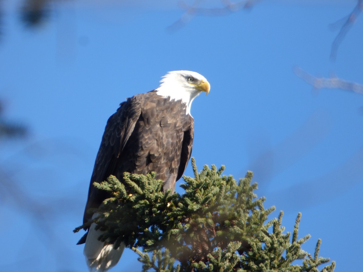 Bald Eagle - Marieta Manolova