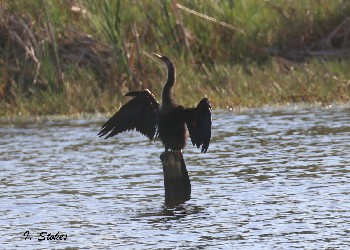 Anhinga Americana - ML75668091