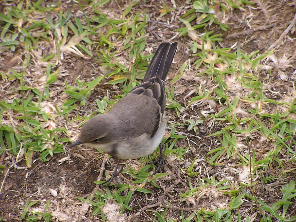 Cape Wagtail - ML75668661