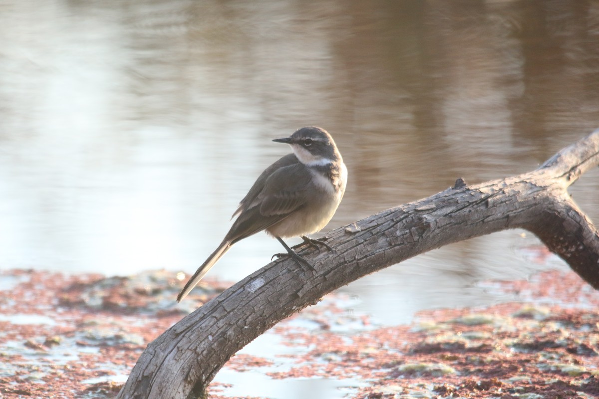 Cape Wagtail - ML75669421