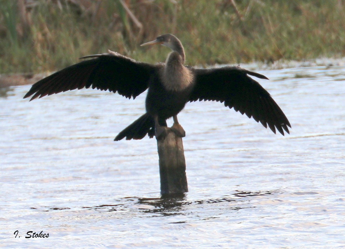 Anhinga Americana - ML75669531