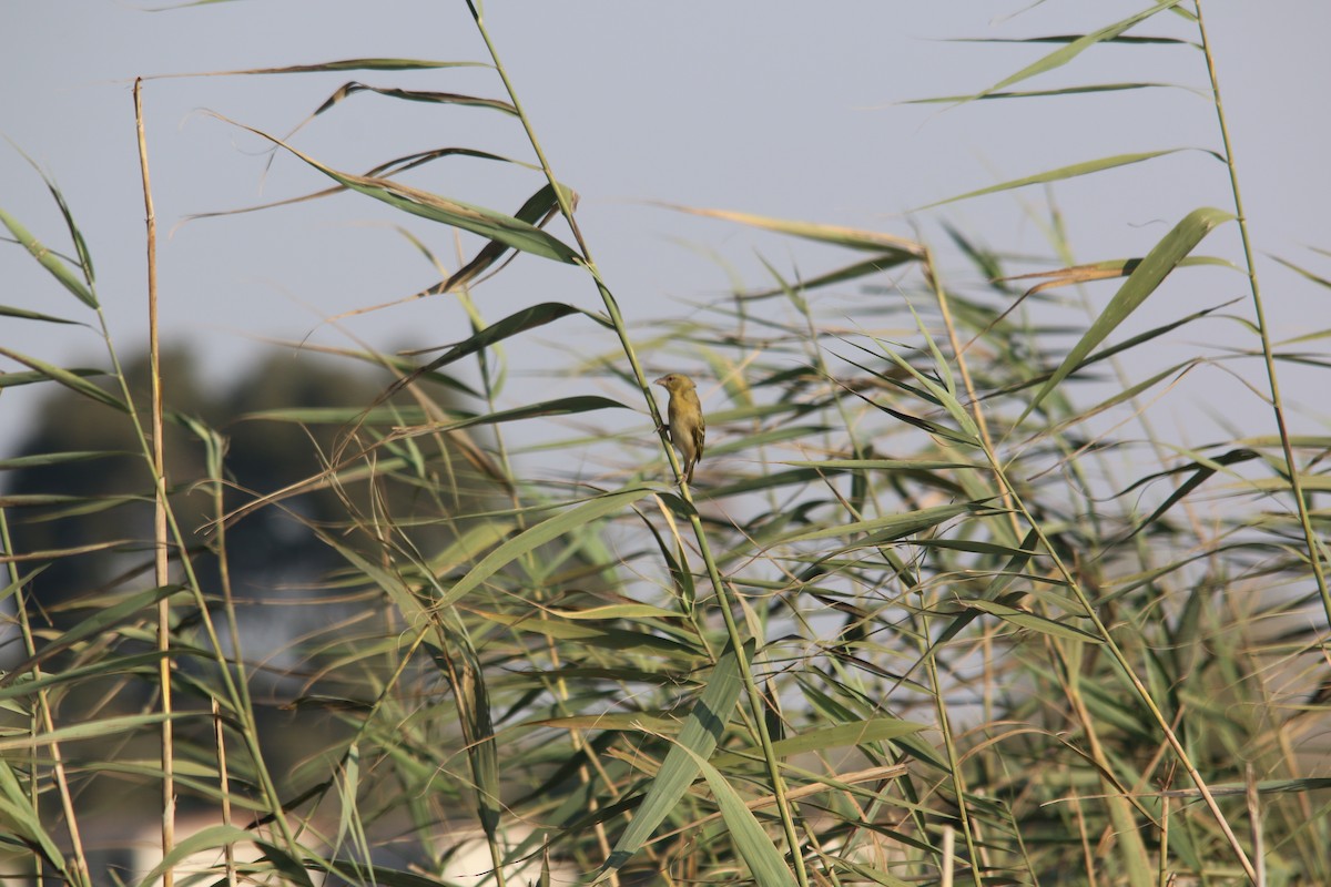 Cape Weaver - Dan Fox