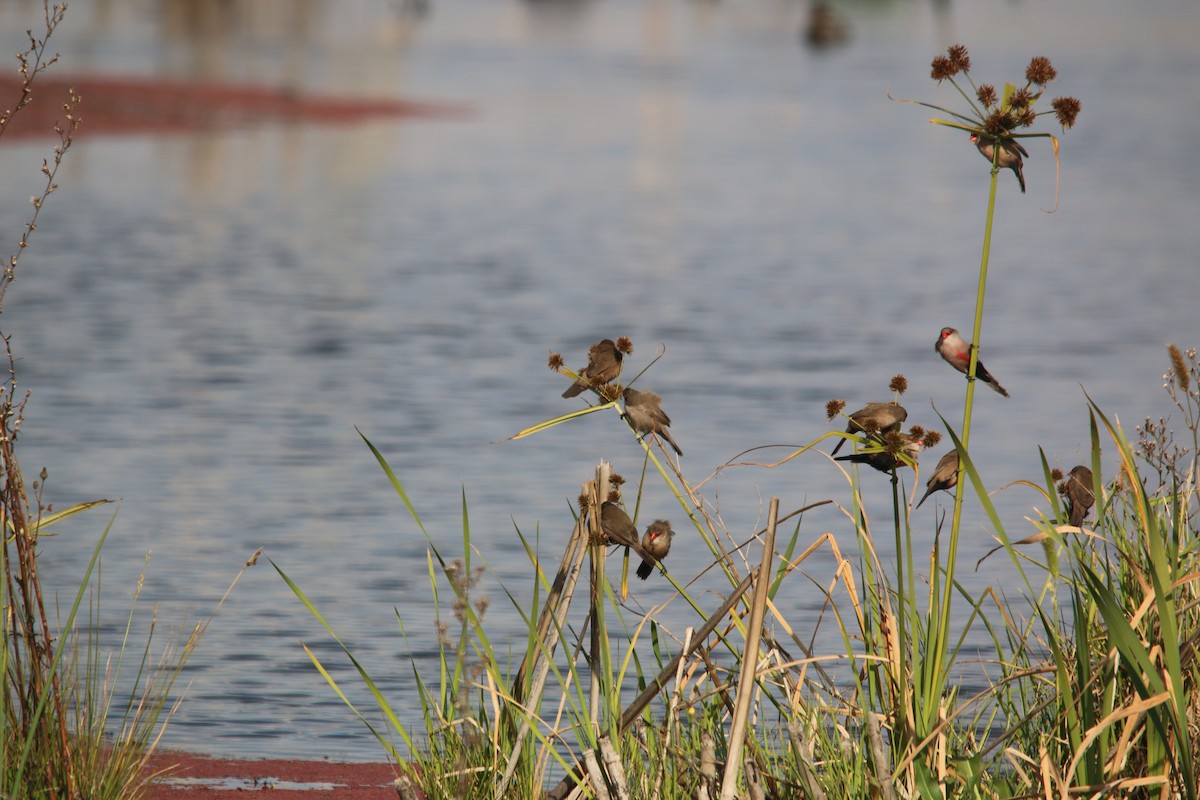 Common Waxbill - ML75669841