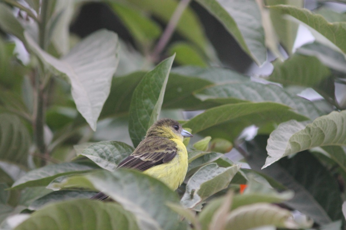 Flame-rumped Tanager (Lemon-rumped) - ML75671721