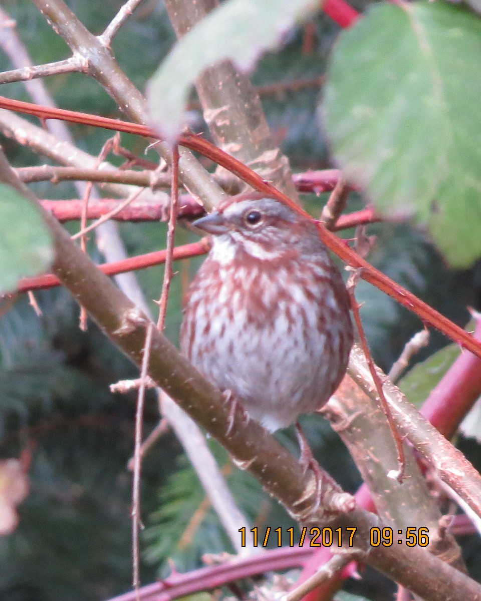 Song Sparrow - ML75673061