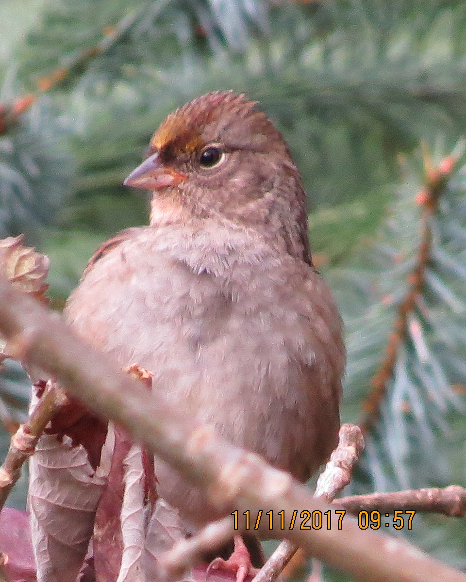 Golden-crowned Sparrow - ML75673161