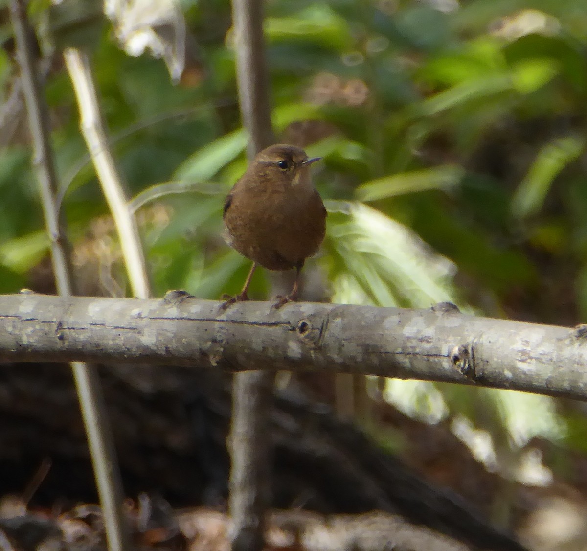 Winter Wren - ML75673321