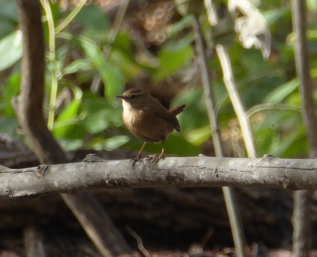 Winter Wren - ML75673341