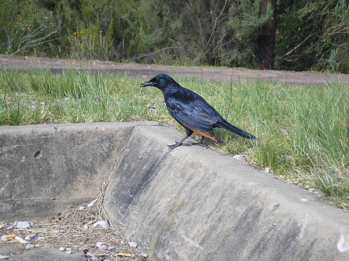 Red-winged Starling - ML75673751