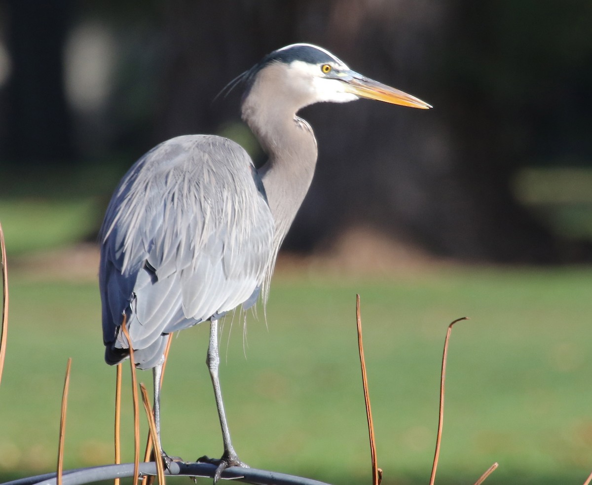 Great Blue Heron - ML75676121