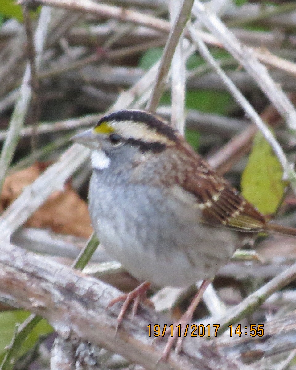 White-throated Sparrow - ML75677261