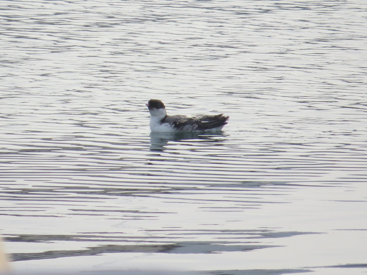 Ancient Murrelet - Naresh Satyan