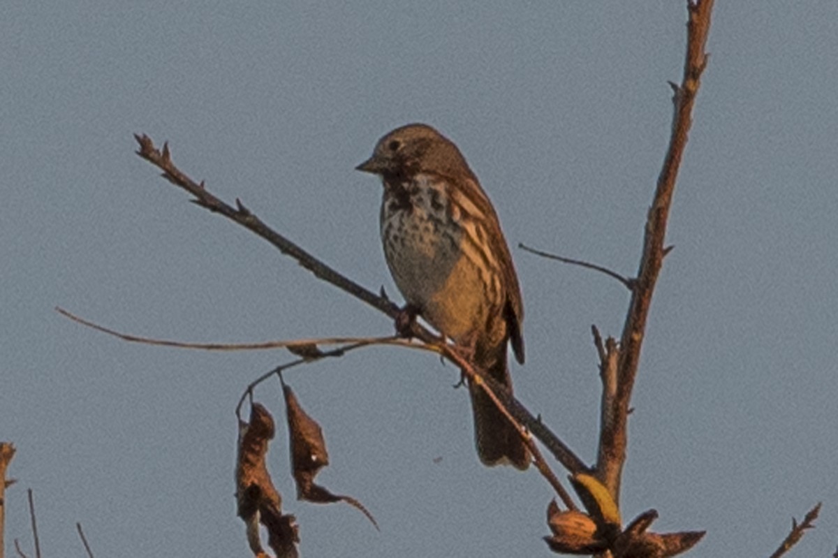 Fox Sparrow (Red) - ML75679611