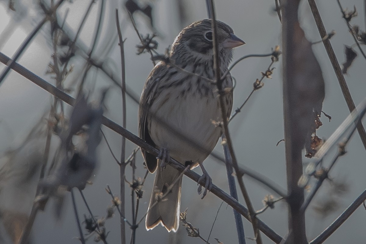 Vesper Sparrow - ML75679691