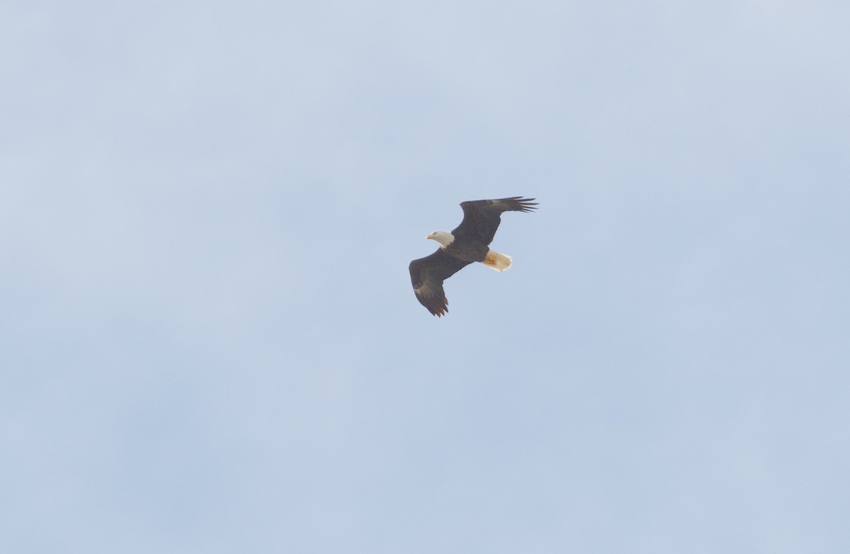 Bald Eagle - ML75679821