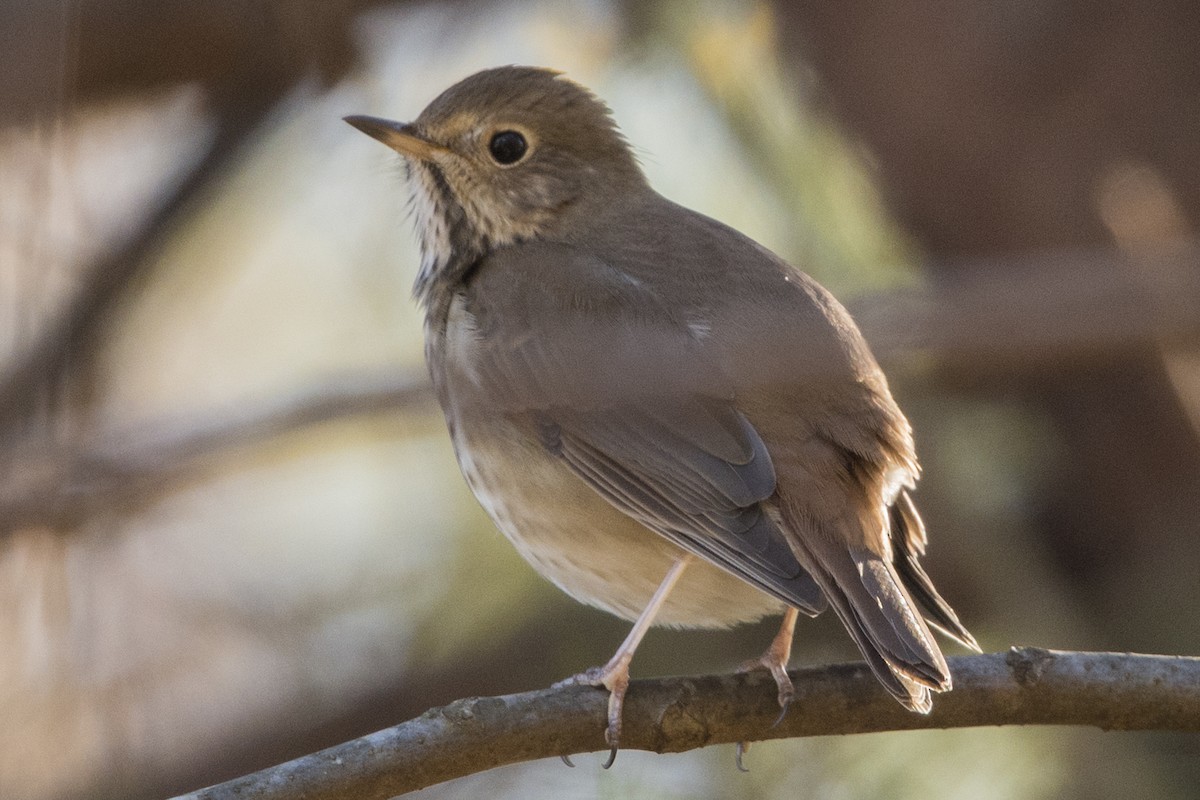 Hermit Thrush - ML75680301