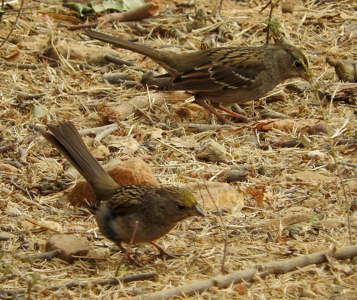 Golden-crowned Sparrow - ML75680481