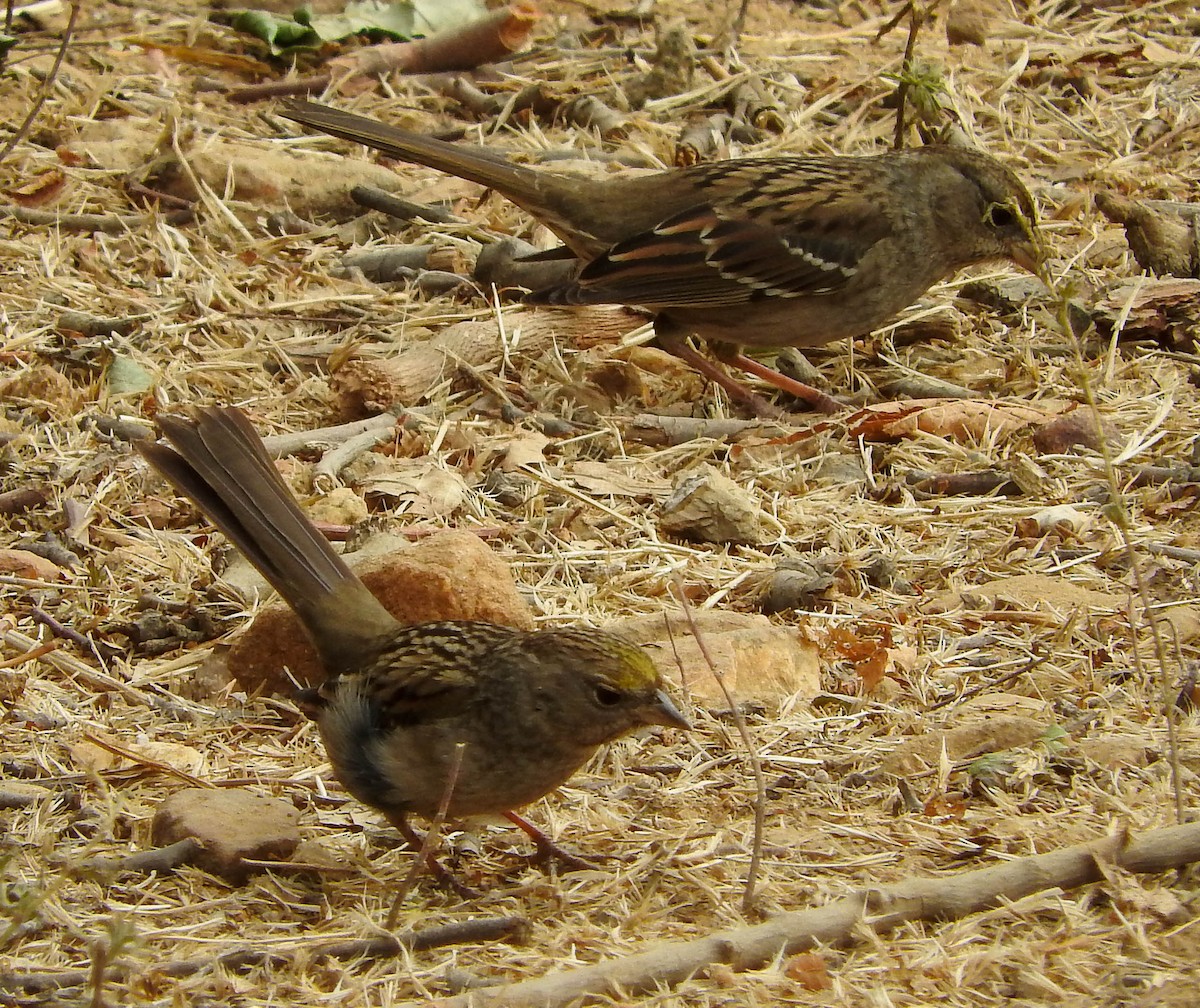 Bruant à couronne dorée - ML75680481