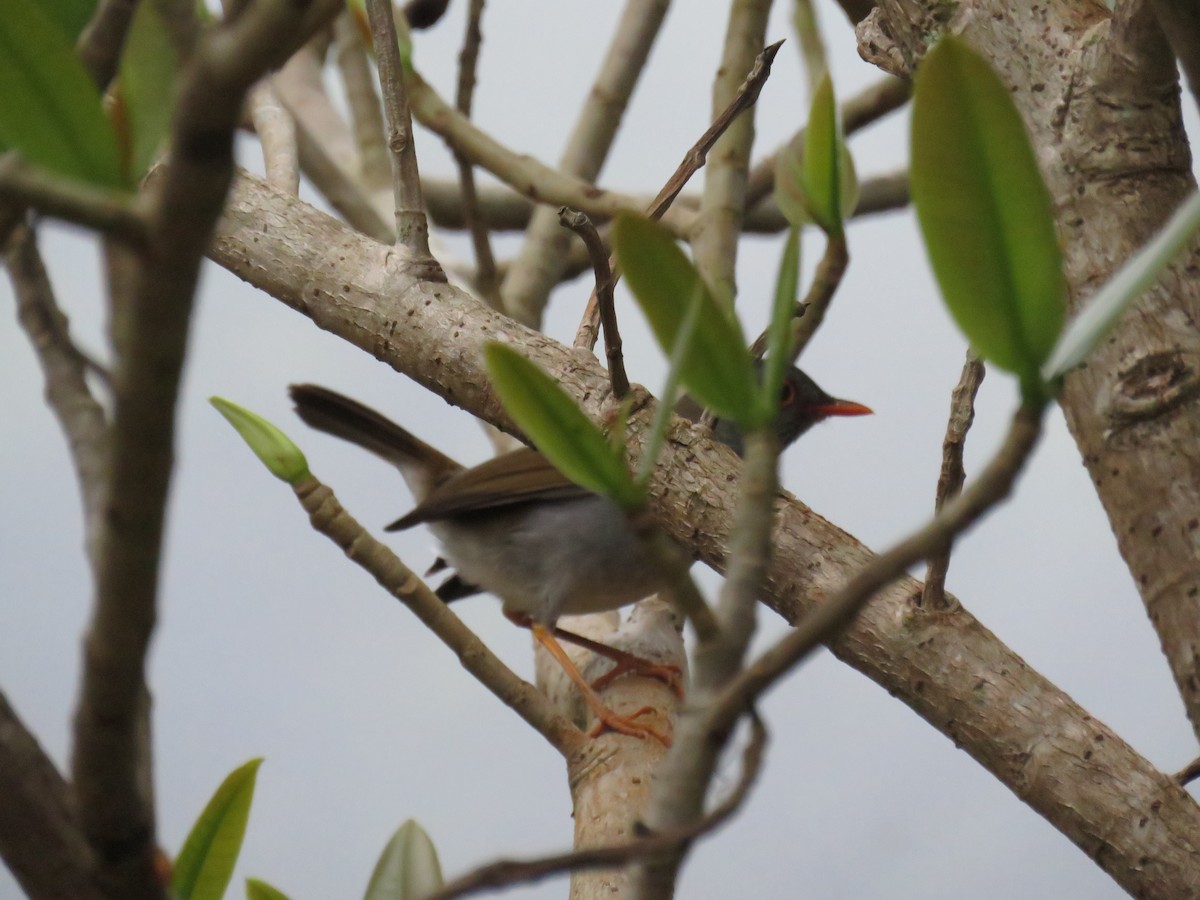 Orange-billed Nightingale-Thrush - ML75681011