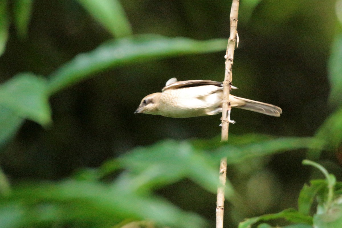 Brown Shrike - ML75682001