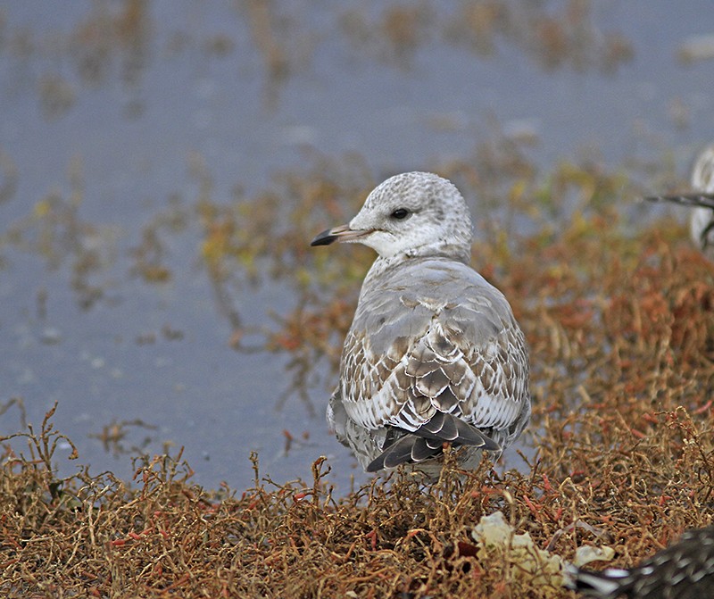 Short-billed Gull - ML75682151