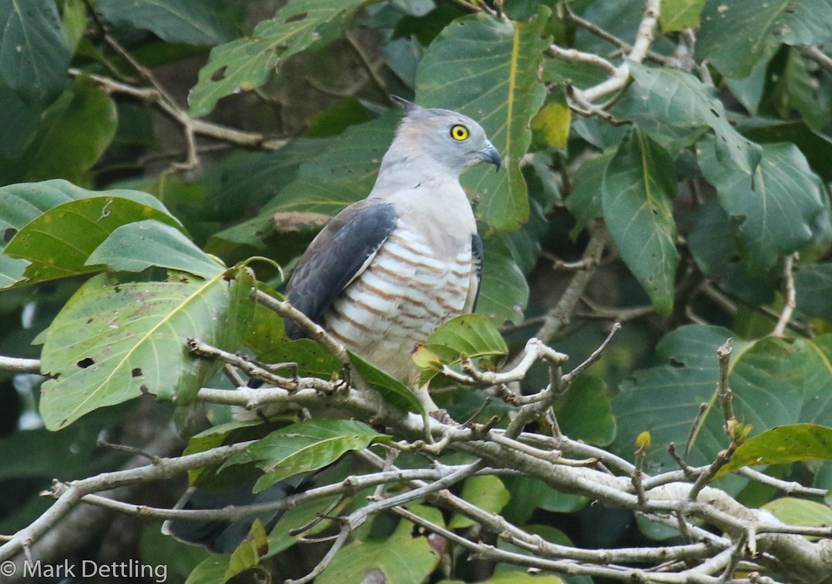 Pacific Baza - ML75682701