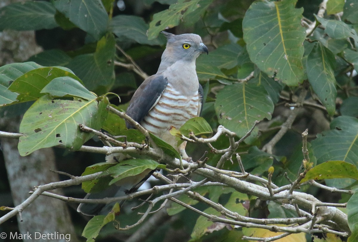 Pacific Baza - ML75682791