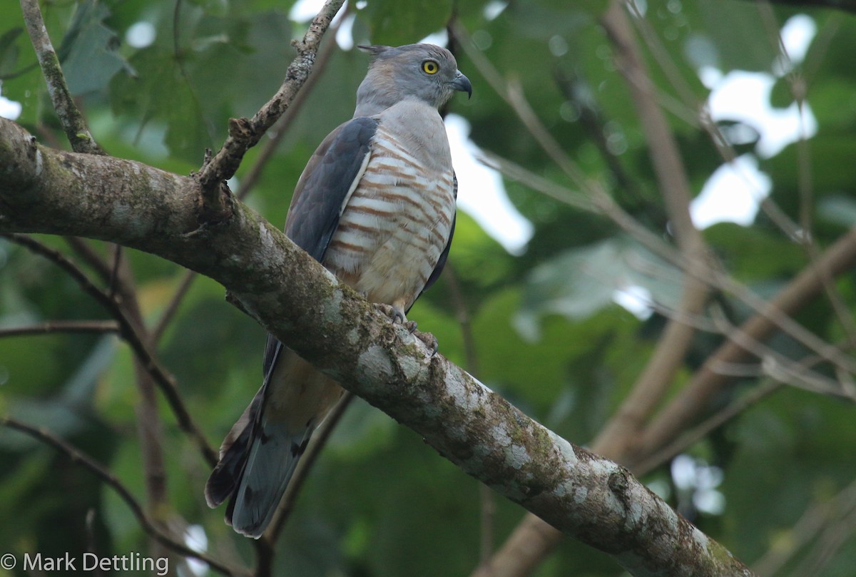 Pacific Baza - ML75682861