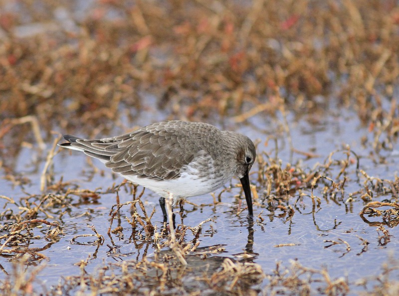 Dunlin - ML75683291