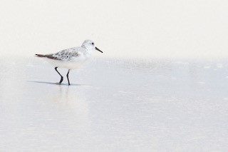 Bécasseau sanderling - ML75683491