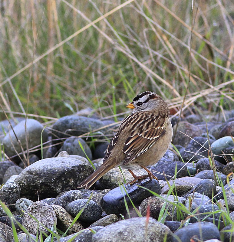 White-crowned Sparrow - ML75683511