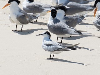 Common Tern - Norton Gill