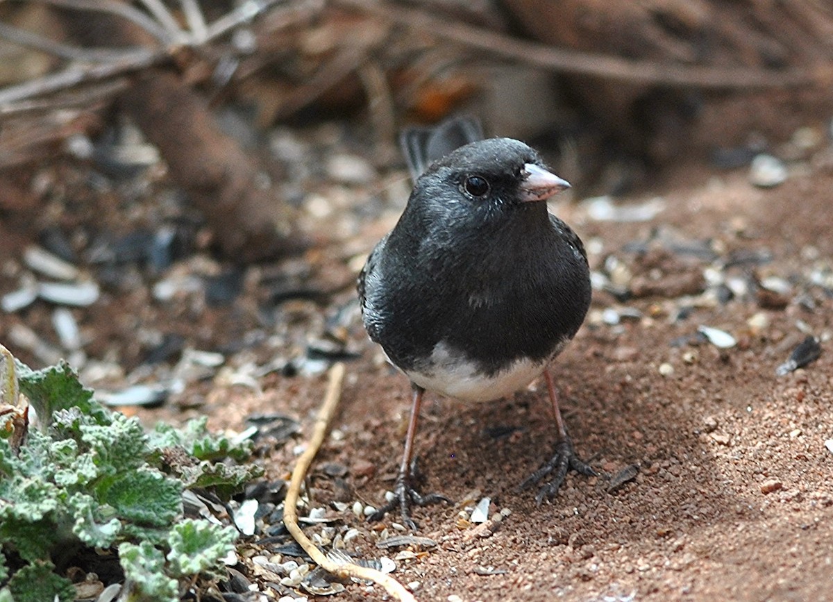 Dark-eyed Junco (Slate-colored) - Edward Donnan