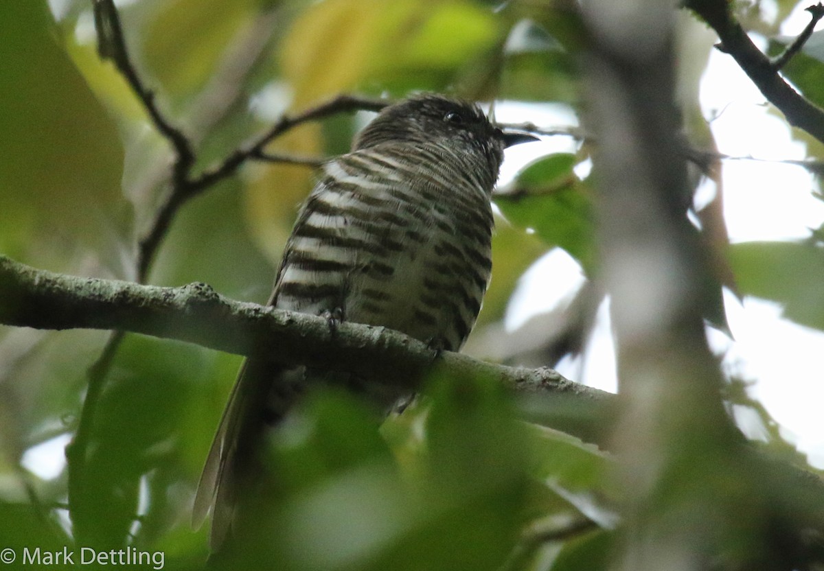 Shining Bronze-Cuckoo - ML75685781