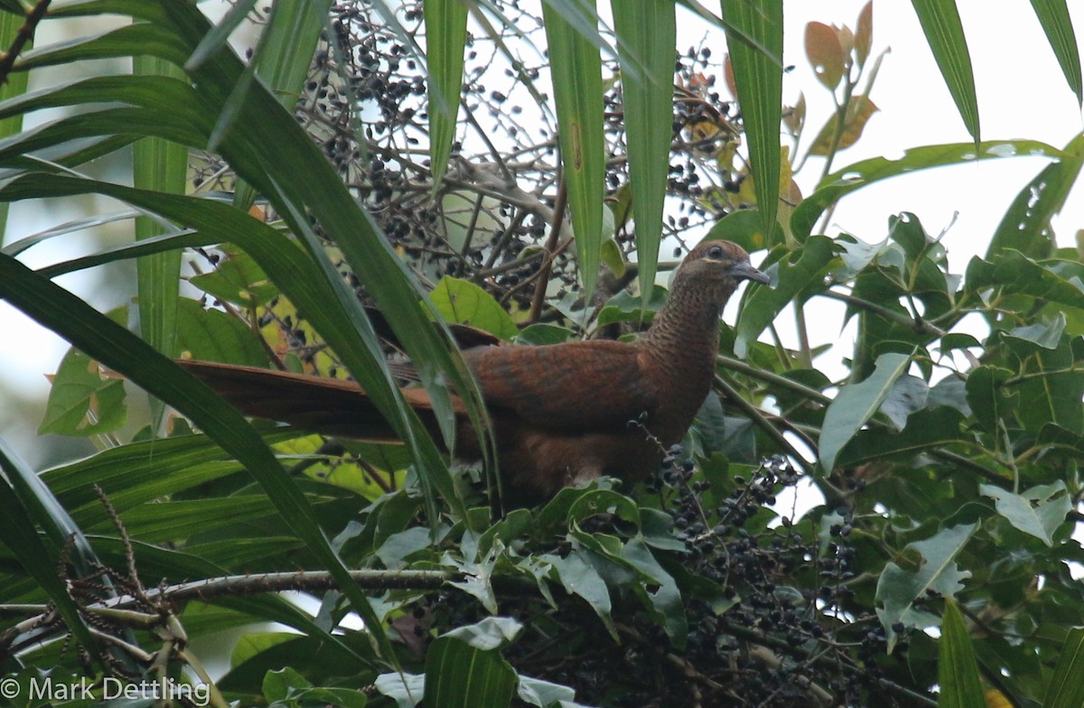 Brown Cuckoo-Dove - ML75686051