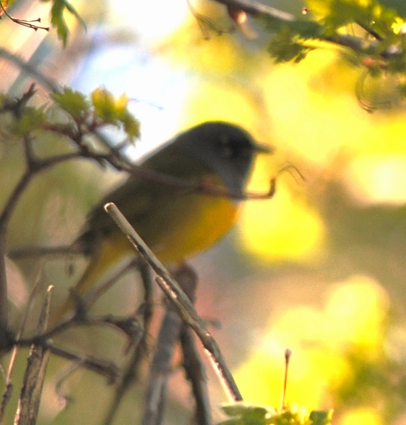 MacGillivray's Warbler - ML75686931