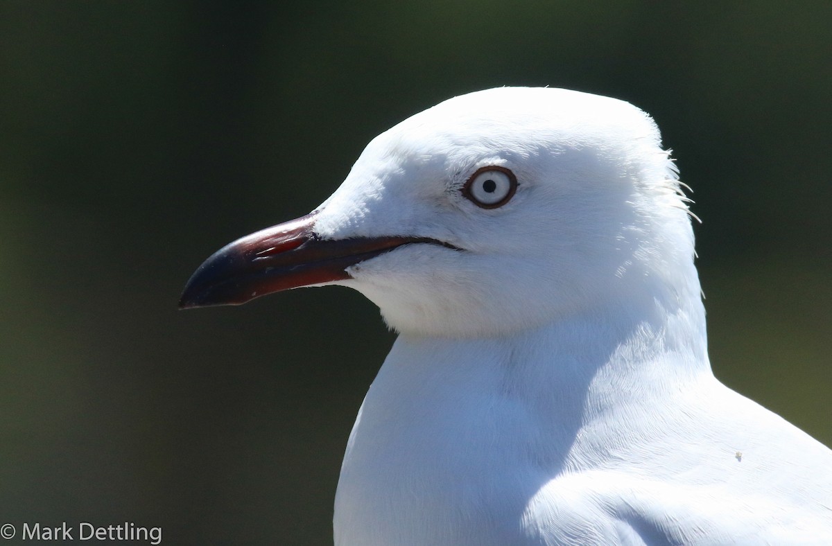 Silver Gull (Silver) - Mark Dettling