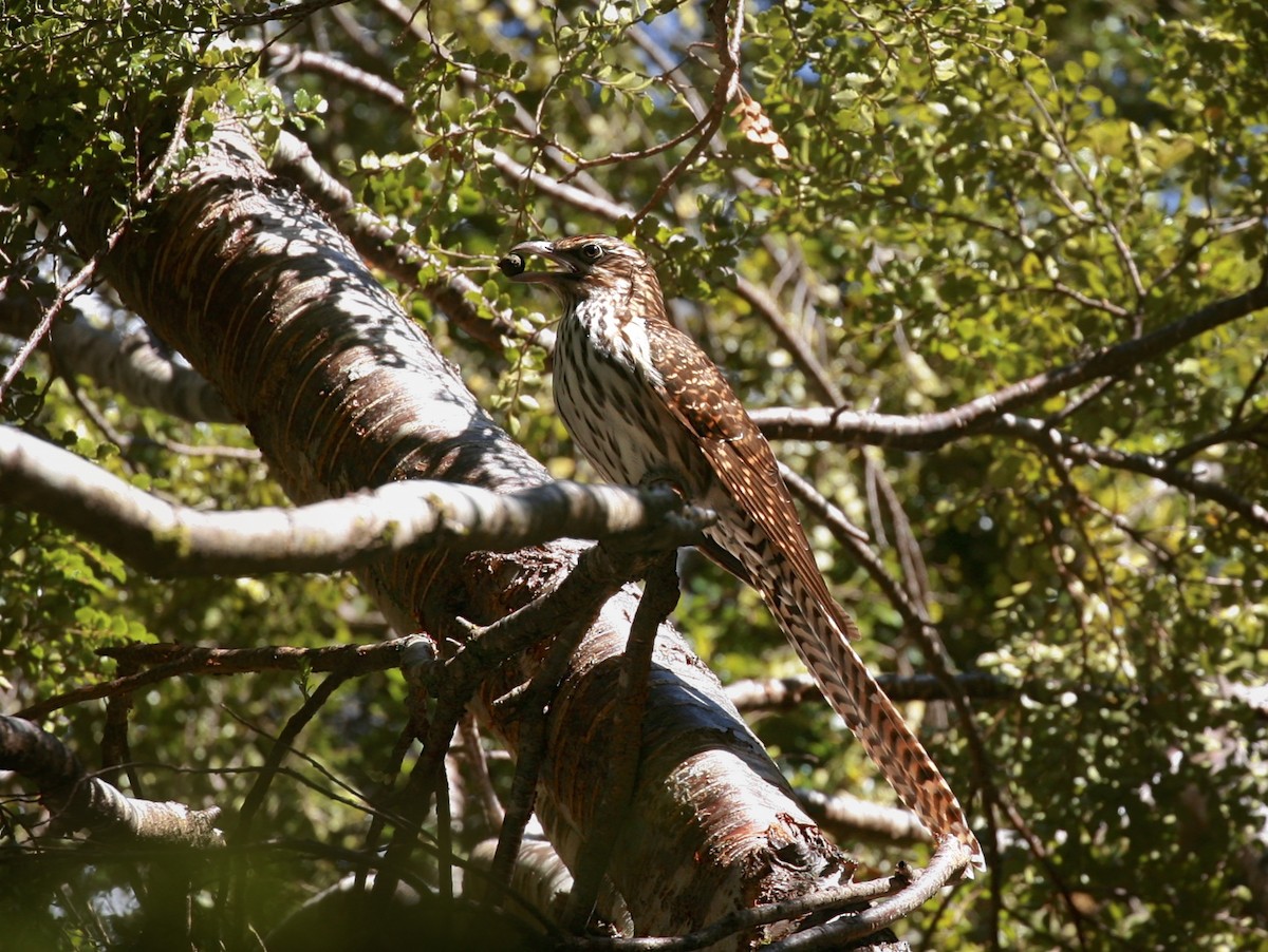 Long-tailed Koel - Anonymous