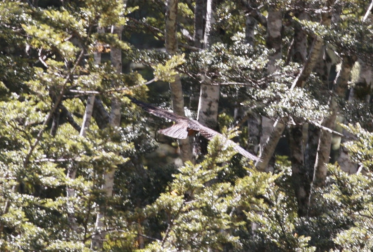 New Zealand Falcon - ML75690201