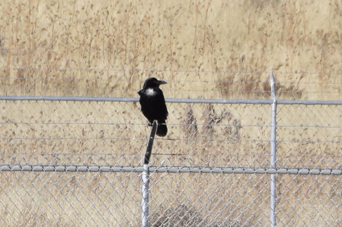 raven sp. - ML75691481