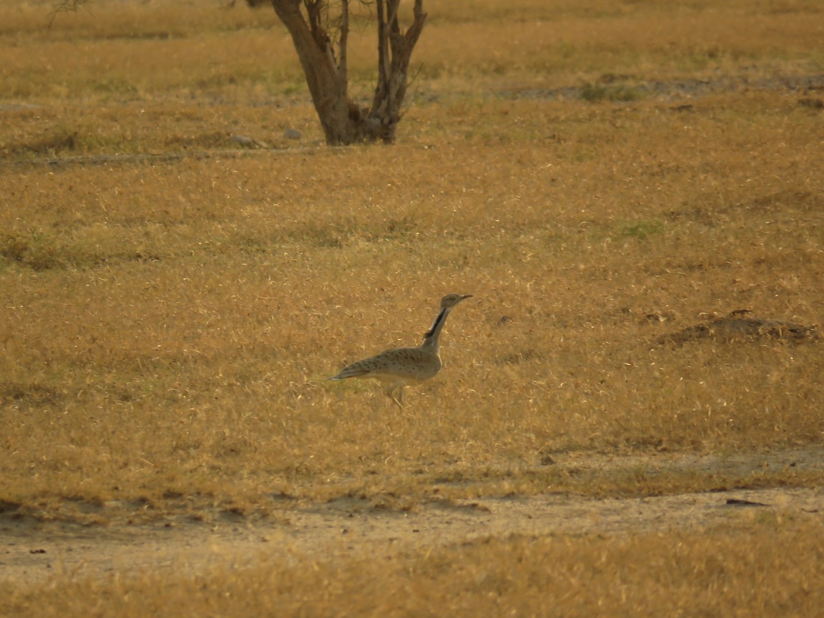 Macqueen's Bustard - Ashish Kothari