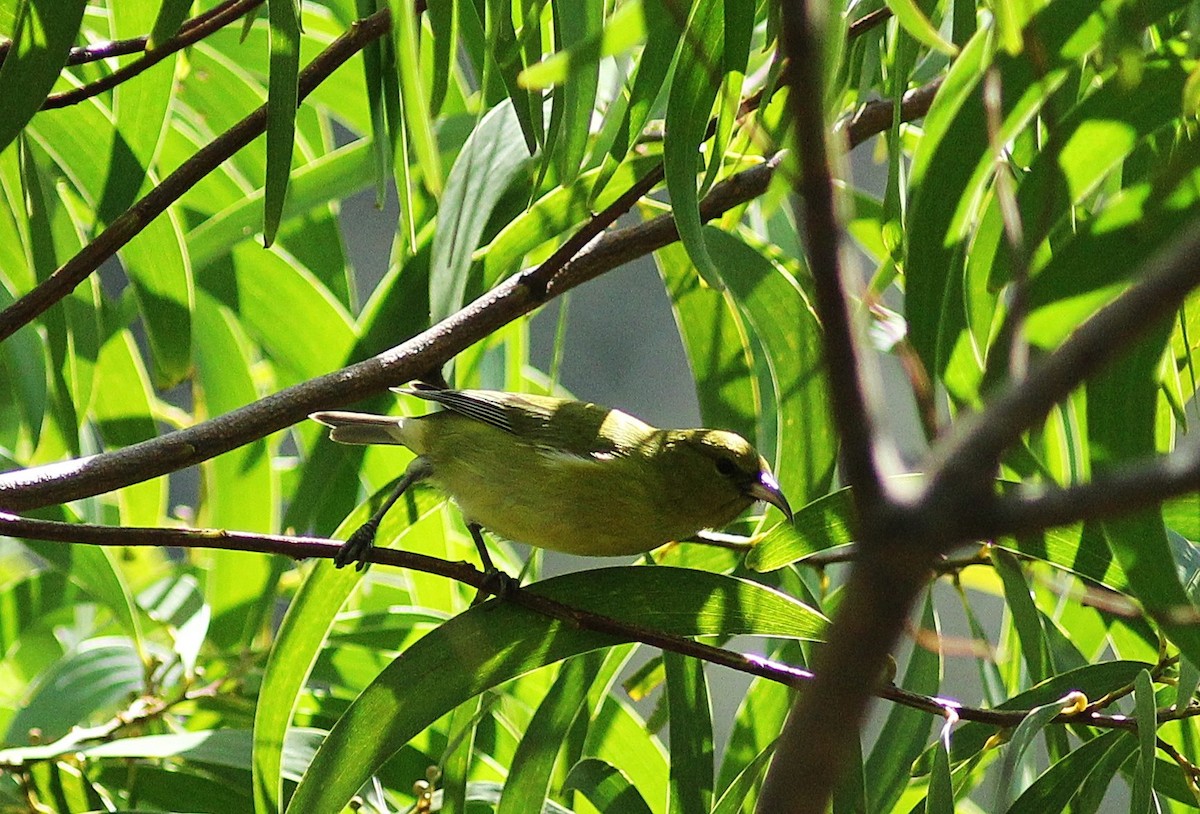 Oahu-Amakihikleidervogel - ML75695001