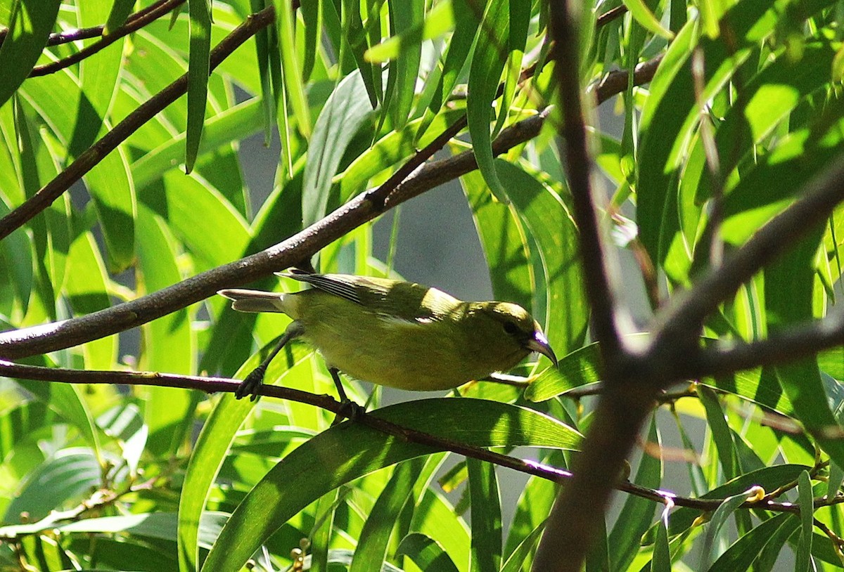 Oahu Amakihi - ML75695001