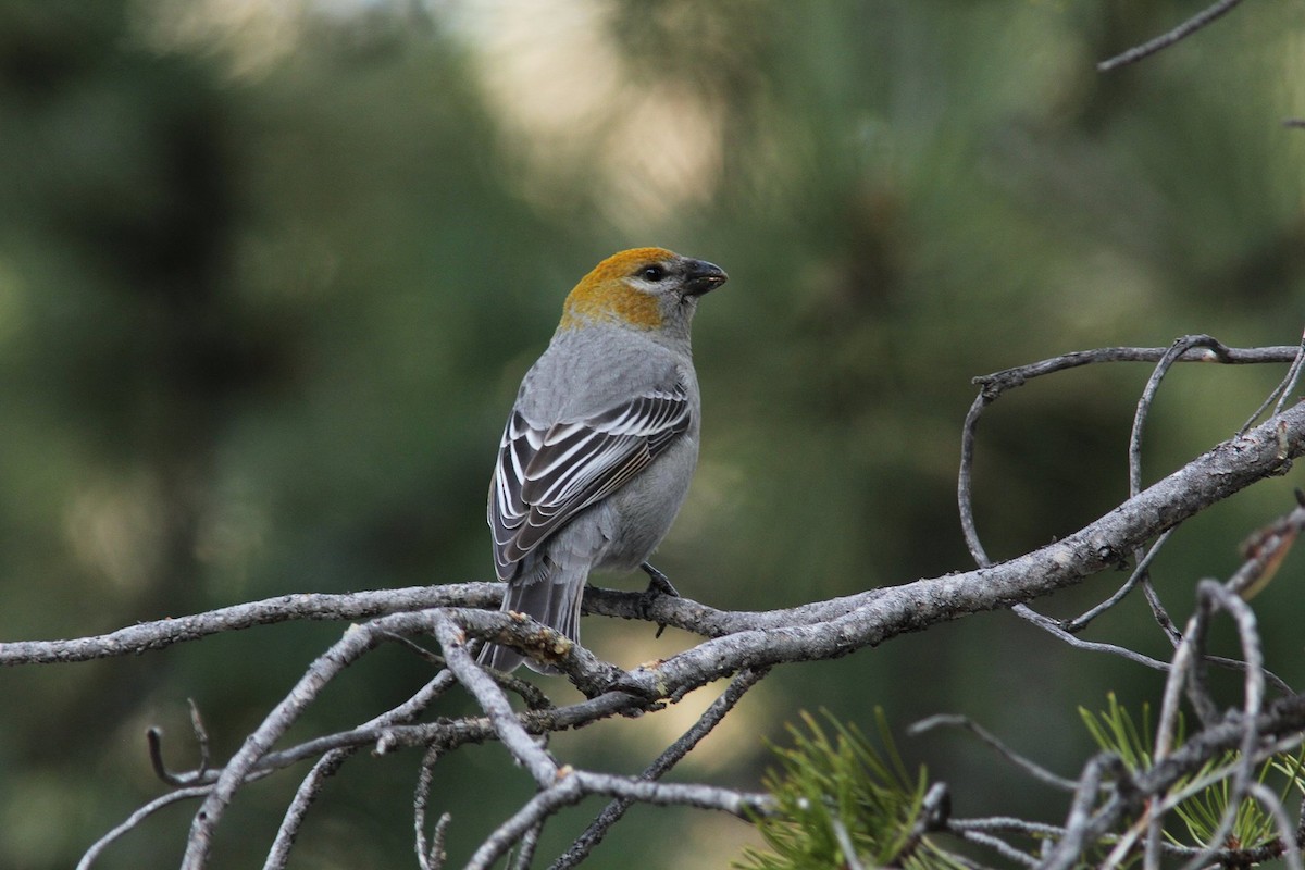 Pine Grosbeak - Krit Adirek