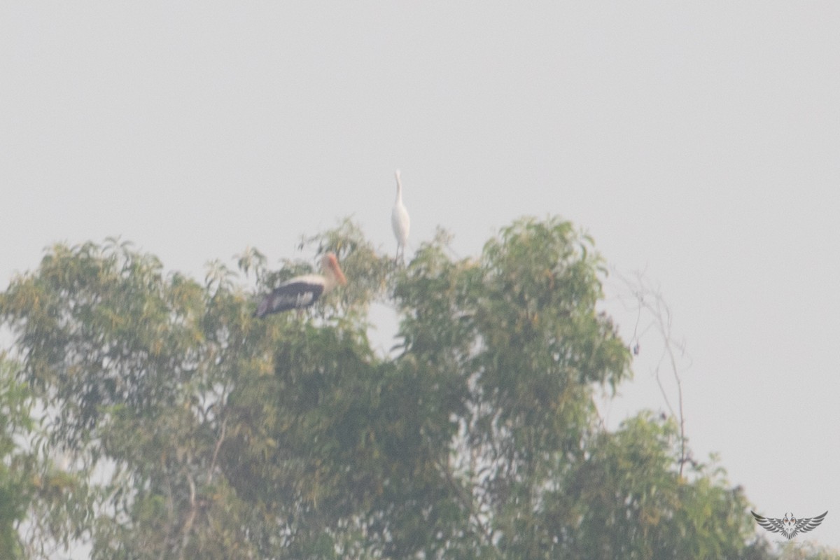 Painted Stork - ML75695631