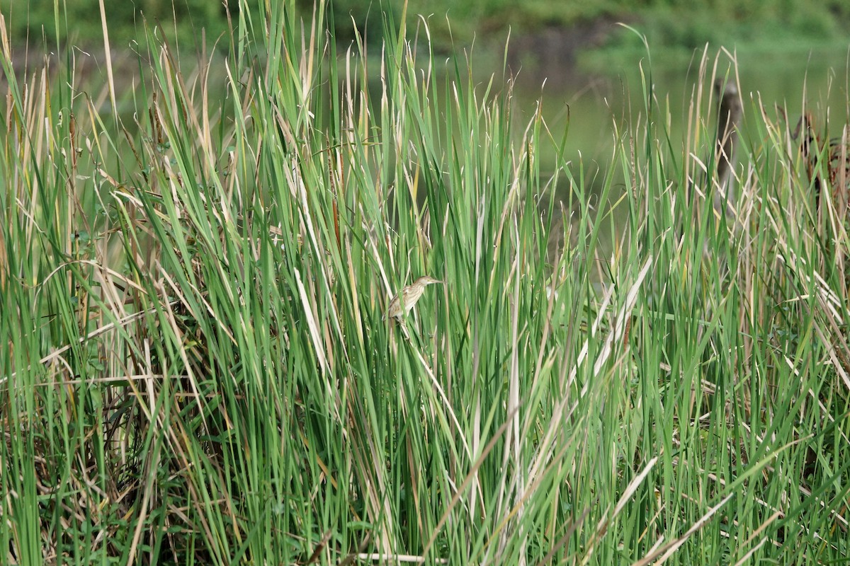 Yellow Bittern - ML75697201